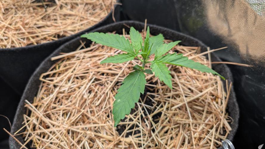 Last Auto Run. Week 1