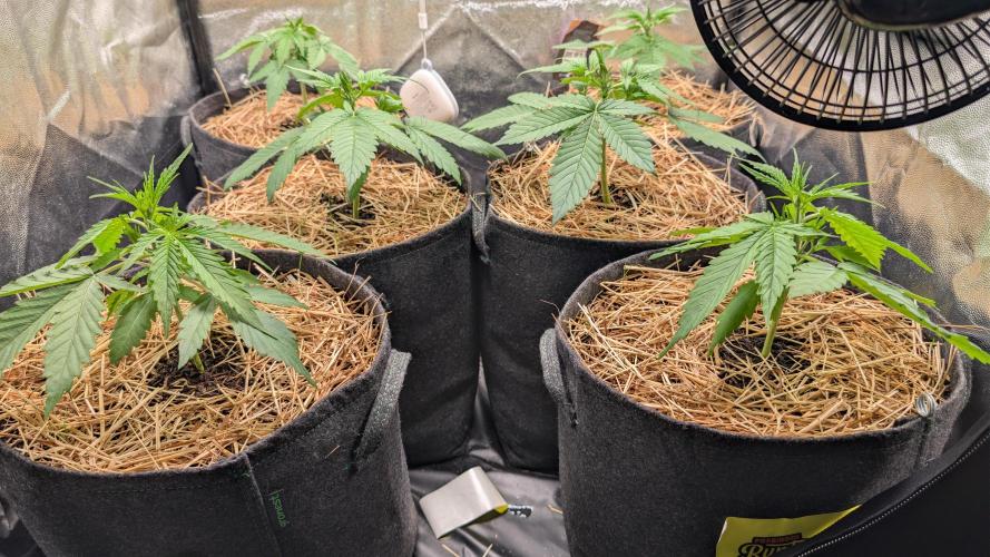 Last Auto Run. Week 2