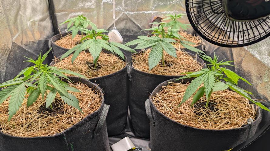 Last Auto Run. Week 2