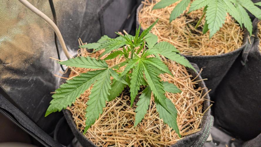 Last Auto Run. Week 2