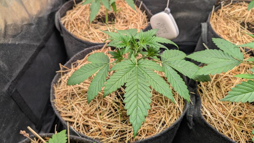 Last Auto Run. Week 2