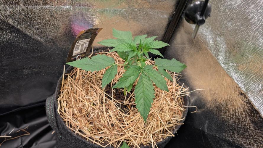 Last Auto Run. Week 2