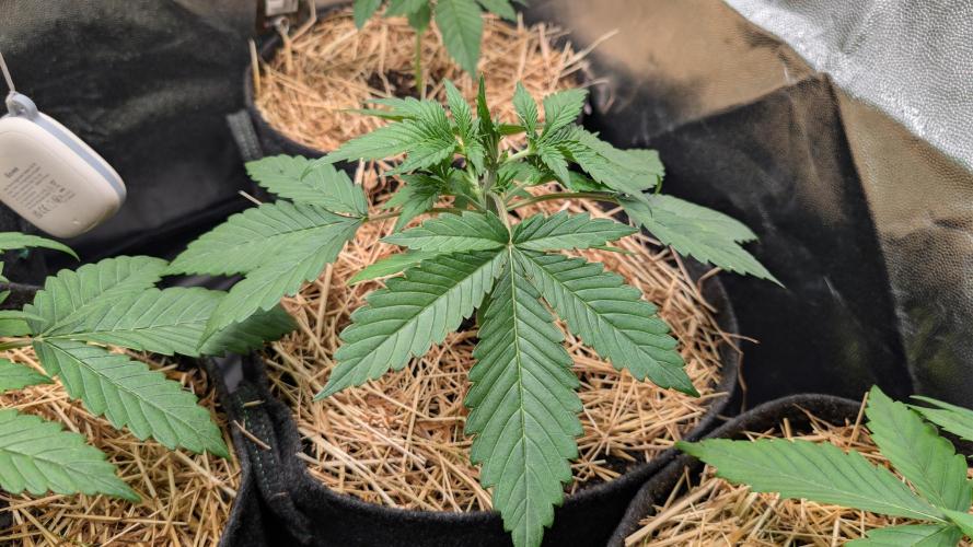 Last Auto Run. Week 2