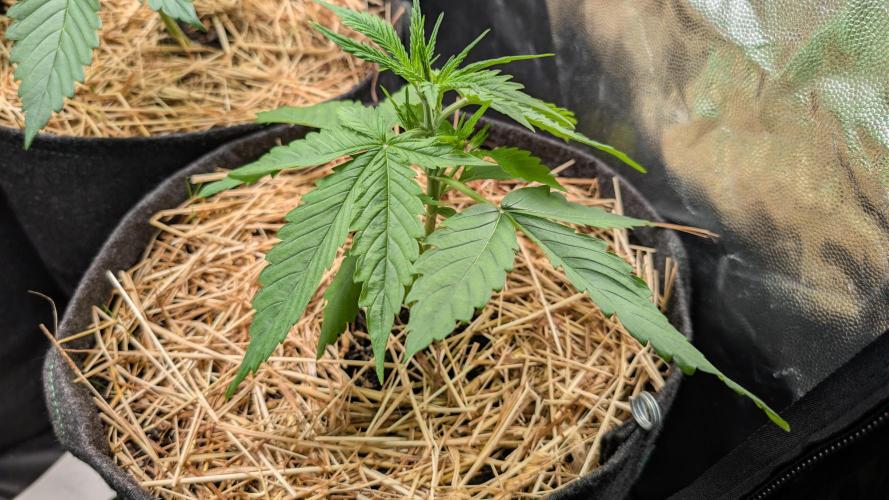 Last Auto Run. Week 2