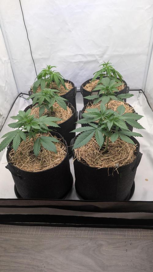 Last Auto Run. Week 3