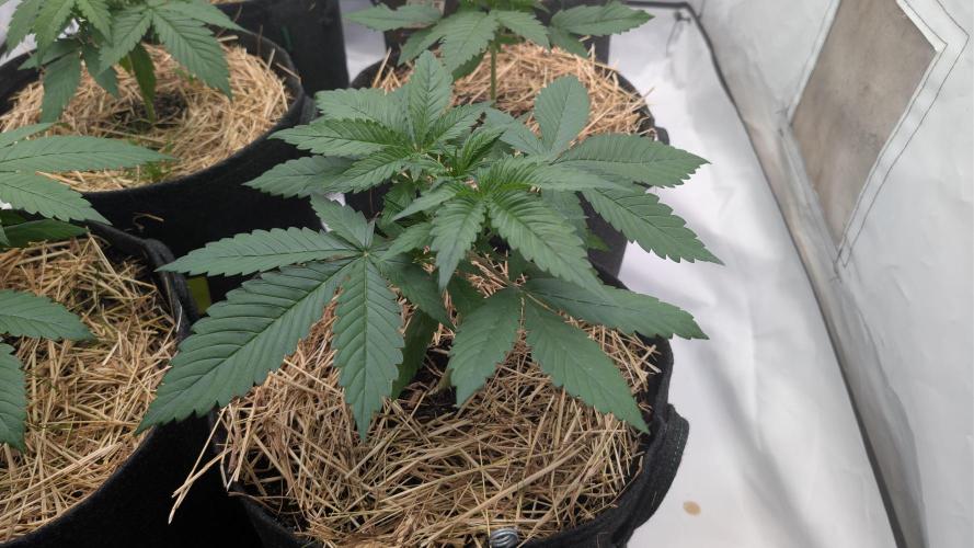 Last Auto Run. Week 3