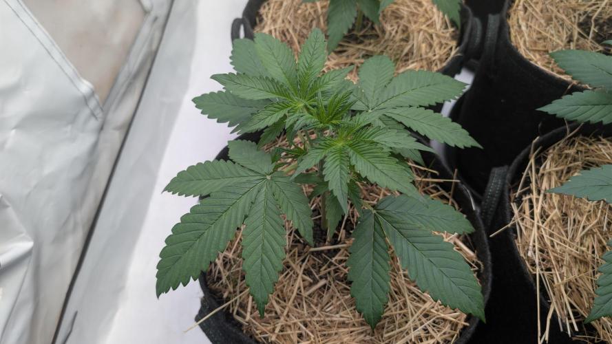 Last Auto Run. Week 3