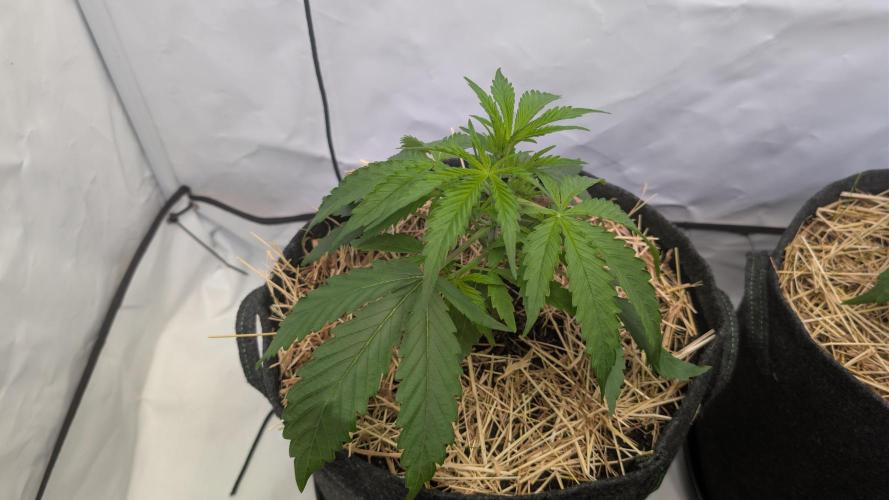 Last Auto Run. Week 3