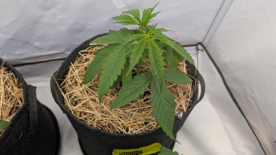 Last Auto Run. Week 3