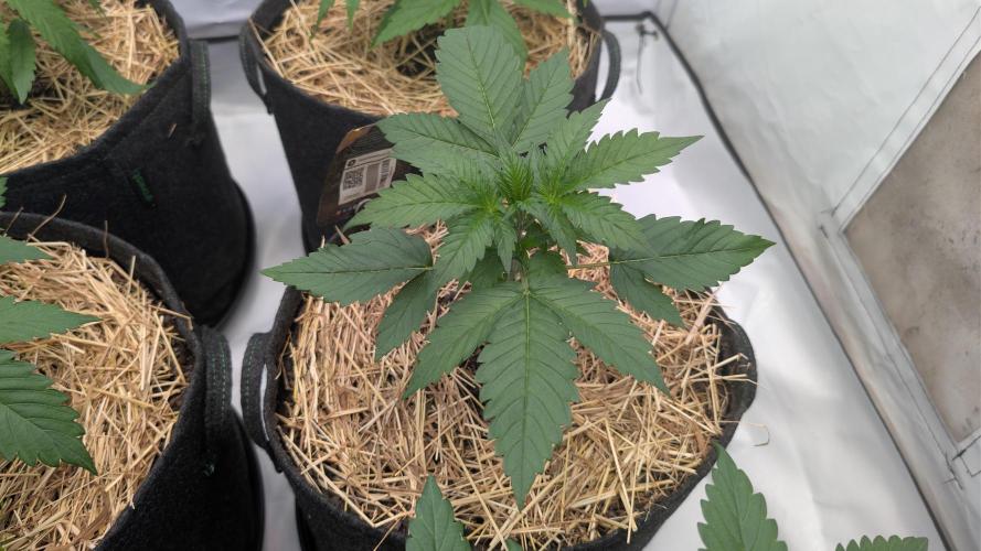 Last Auto Run. Week 3