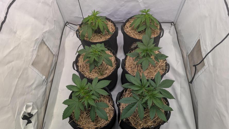 Last Auto Run. Week 3