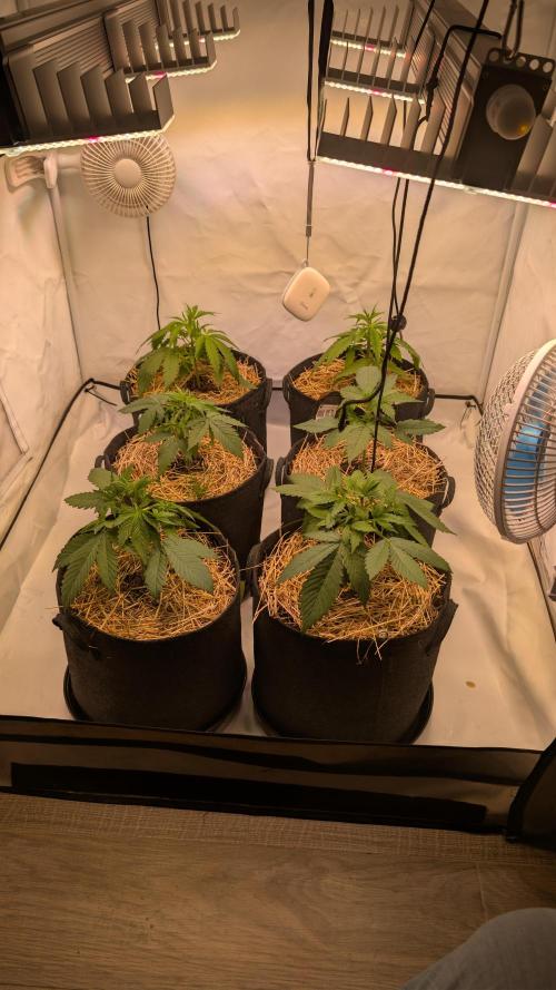 Last Auto Run. Week 3