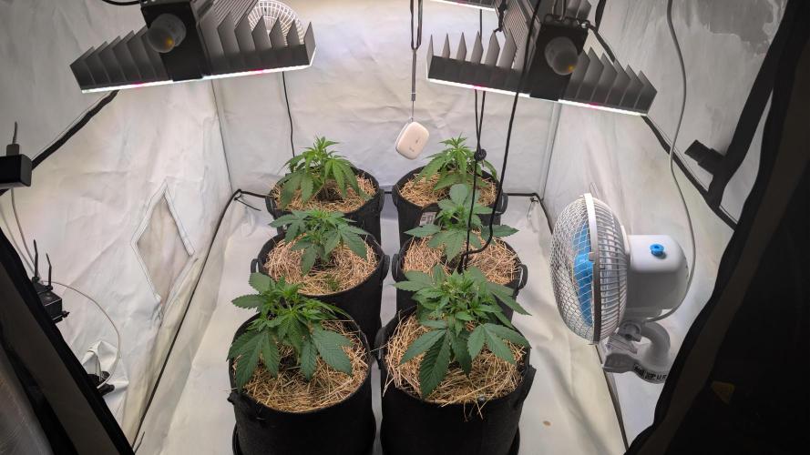 Last Auto Run. Week 3