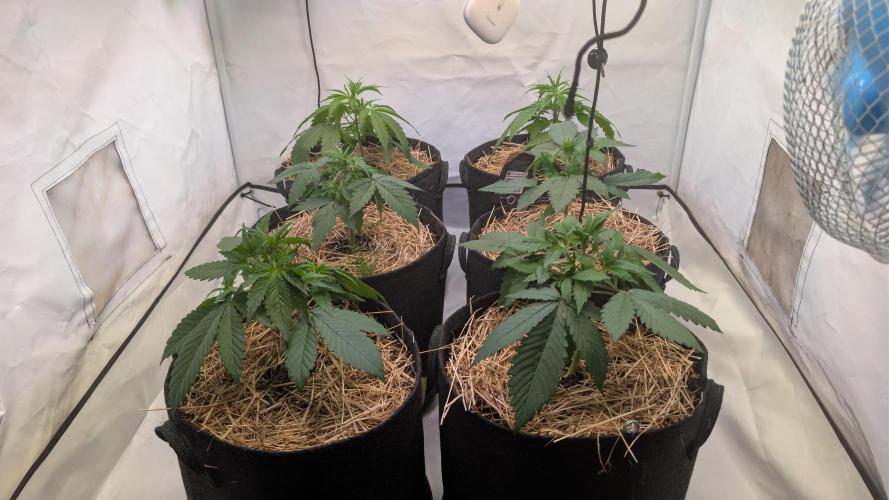 Last Auto Run. Week 3