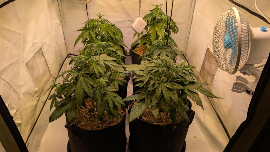 Last Auto Run. Week 4