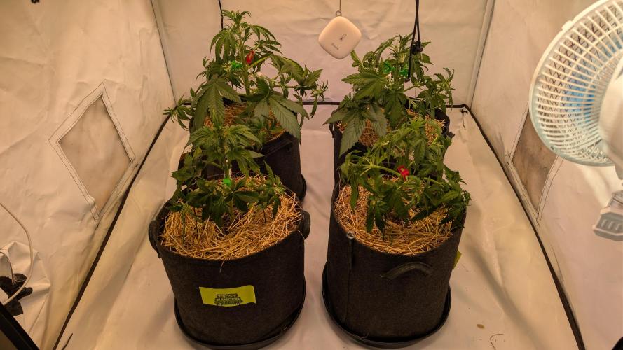 Last Auto Run. Week 4