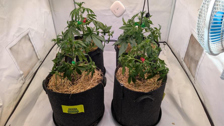 Last Auto Run. Week 4