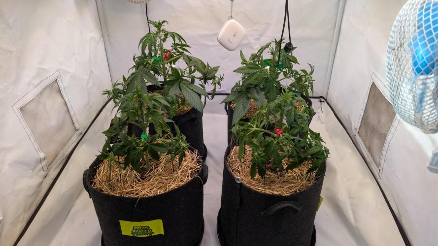 Last Auto Run. Week 4