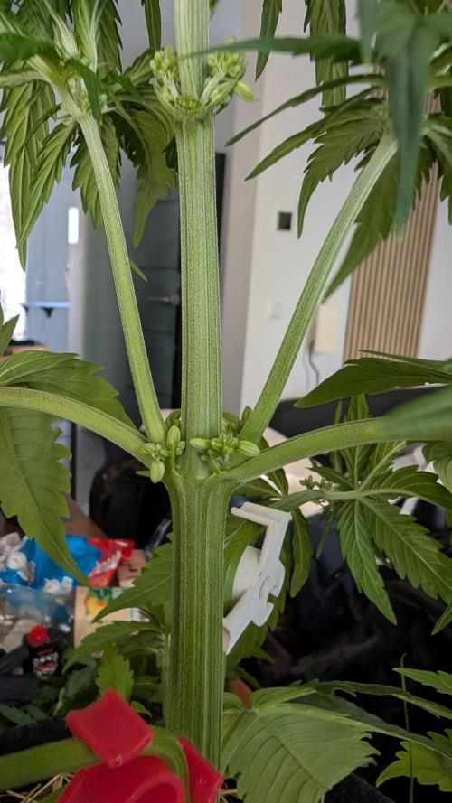 Last Auto Run. Week 4 - Dicke Eier braucht das Land aber doch nicht in unserem Zelt