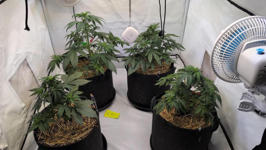 Last Auto Run. Week 4