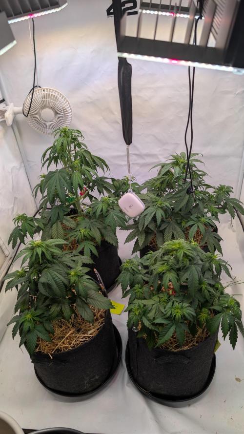 Last Auto Run. Week 5