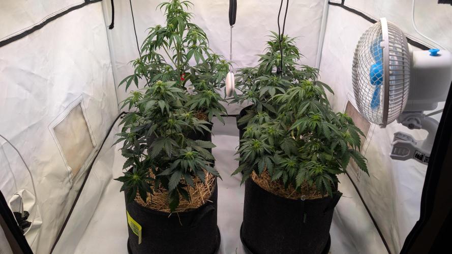 Last Auto Run. Week 5