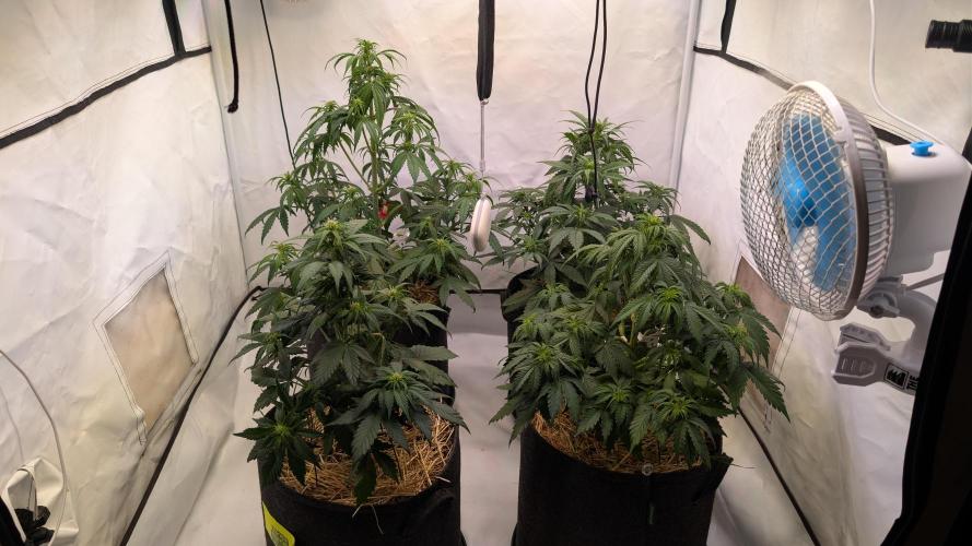 Last Auto Run. Week 5