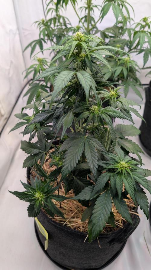 Last Auto Run. Week 5