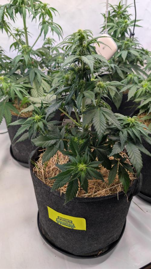 Last Auto Run. Week 5