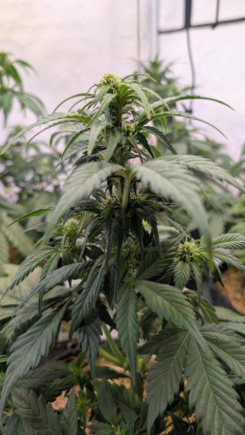 Last Auto Run. Week 5