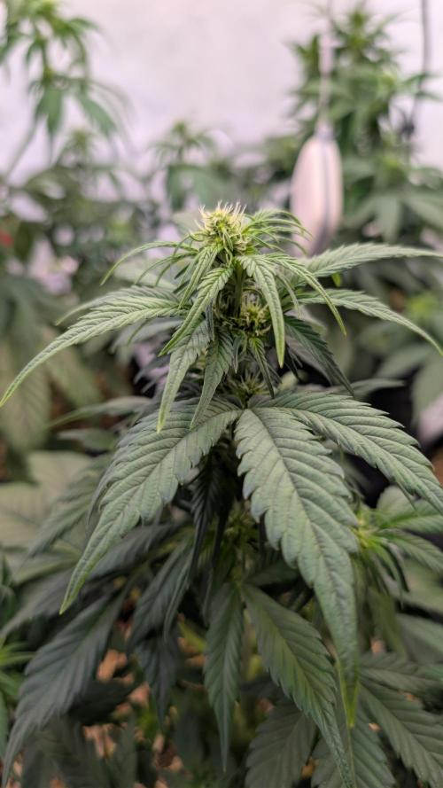 Last Auto Run. Week 5