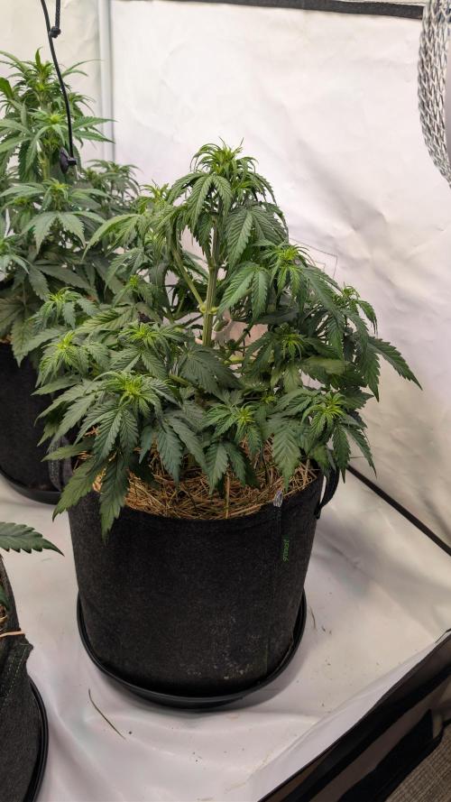 Last Auto Run. Week 5