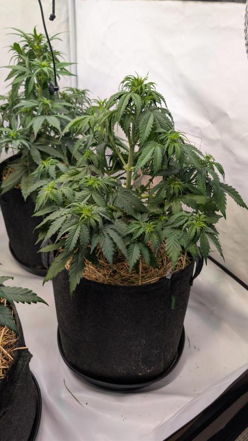 Last Auto Run. Week 5