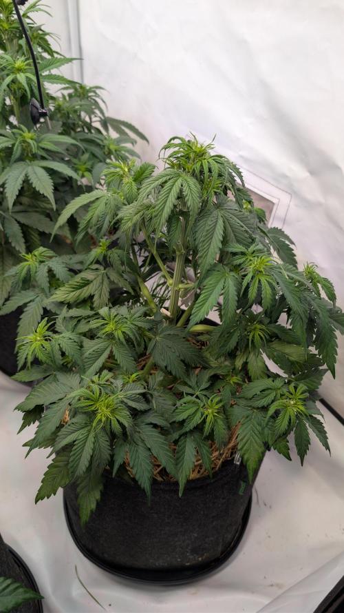 Last Auto Run. Week 5