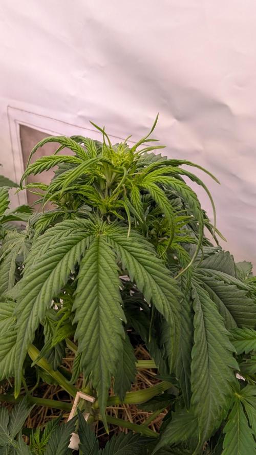 Last Auto Run. Week 5