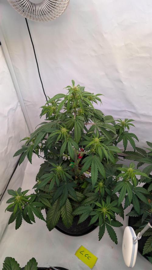 Last Auto Run. Week 5