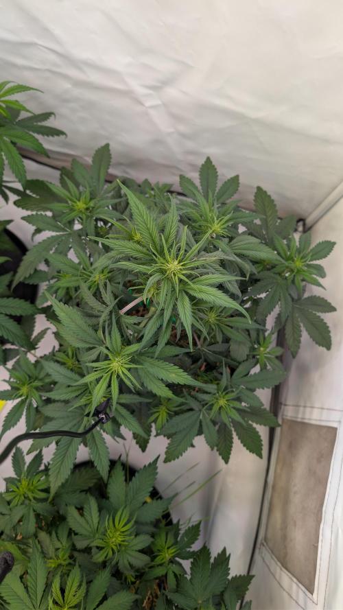 Last Auto Run. Week 5