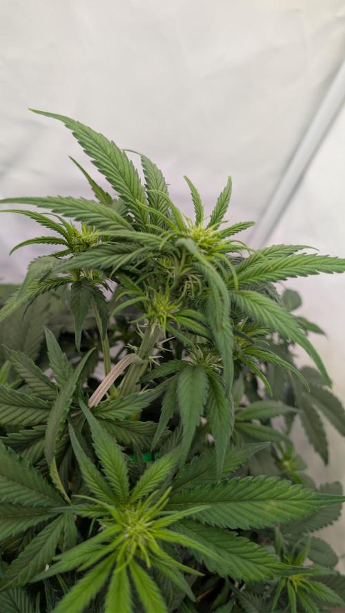 Last Auto Run. Week 5