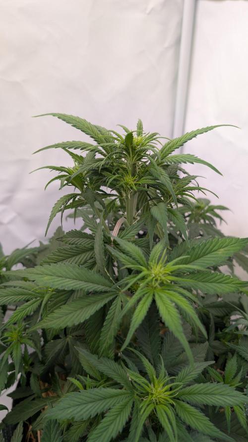 Last Auto Run. Week 5