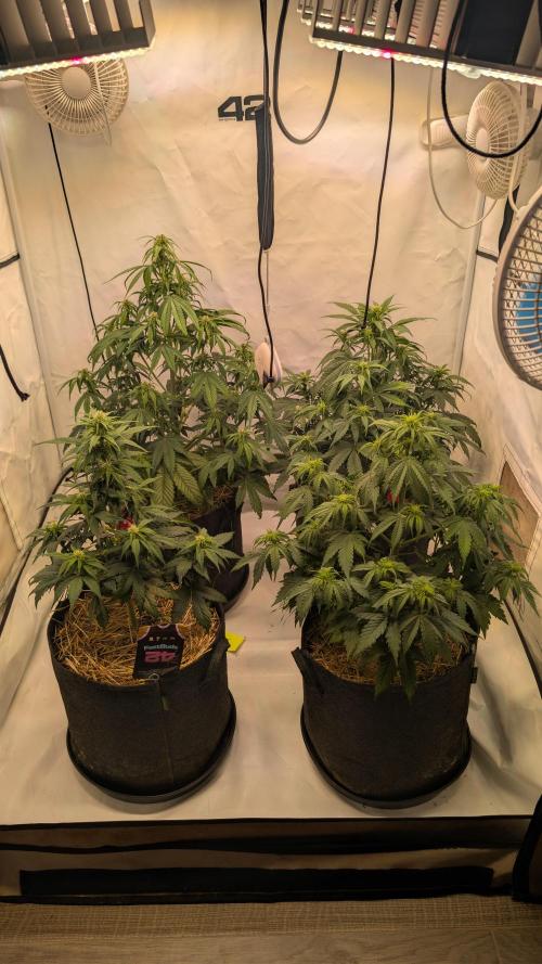 Last Auto Run. Week 5