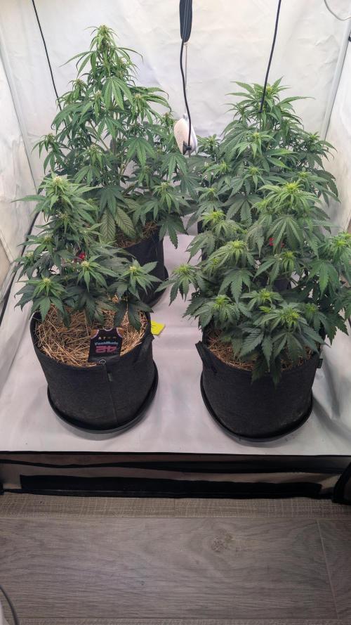 Last Auto Run. Week 5