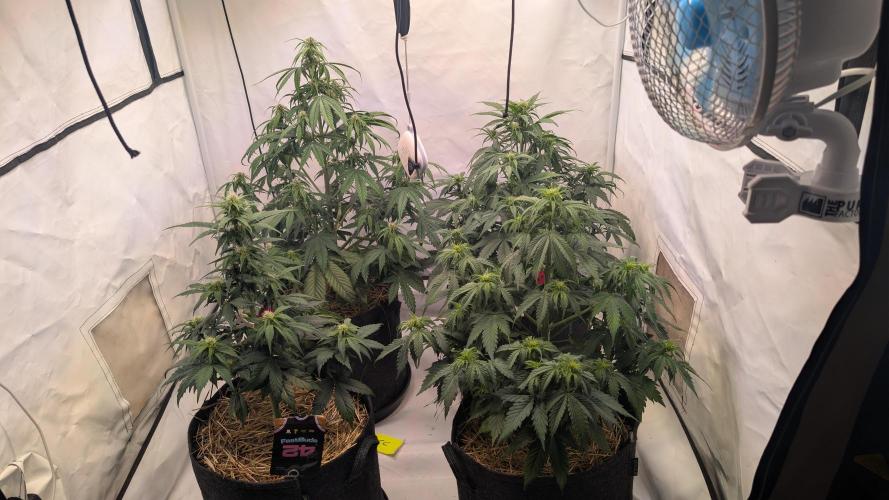 Last Auto Run. Week 5