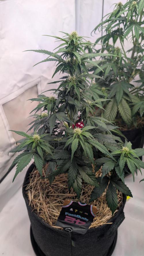 Last Auto Run. Week 5