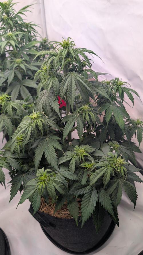 Last Auto Run. Week 5