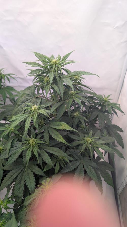 Last Auto Run. Week 5