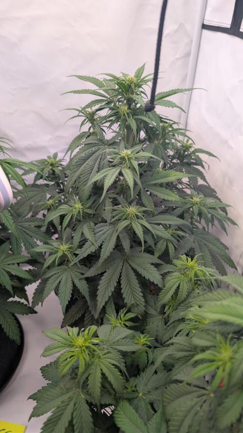 Last Auto Run. Week 5