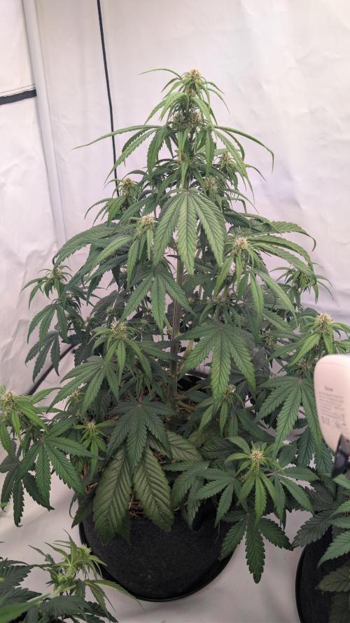 Last Auto Run. Week 5