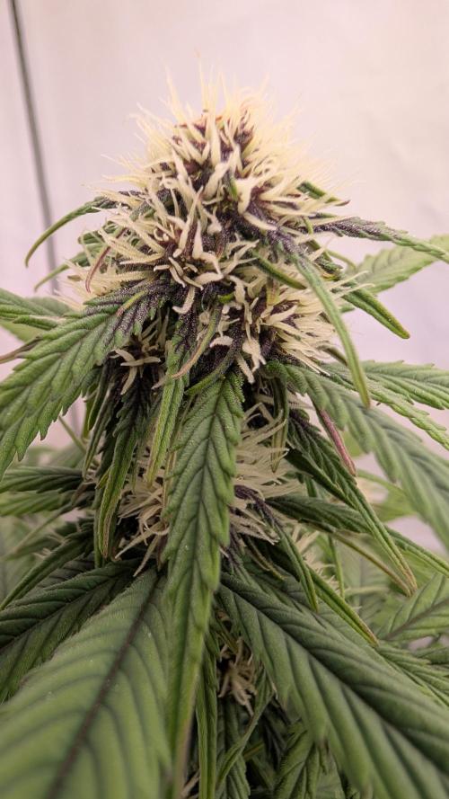 Last Auto Run. Week 6