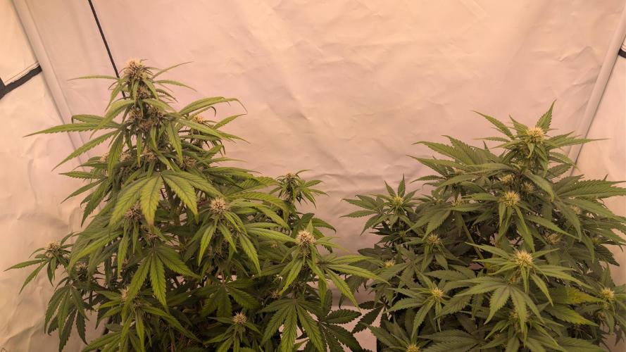 Last Auto Run. Week 6