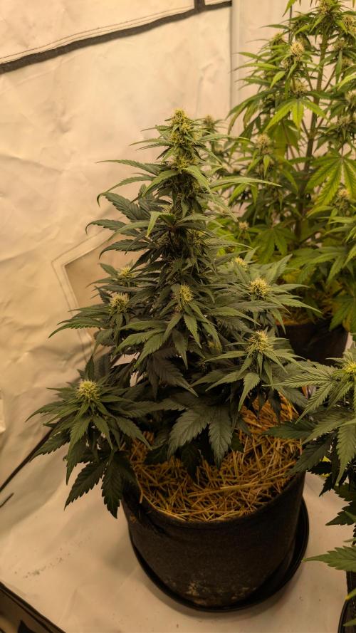 Last Auto Run. Week 6